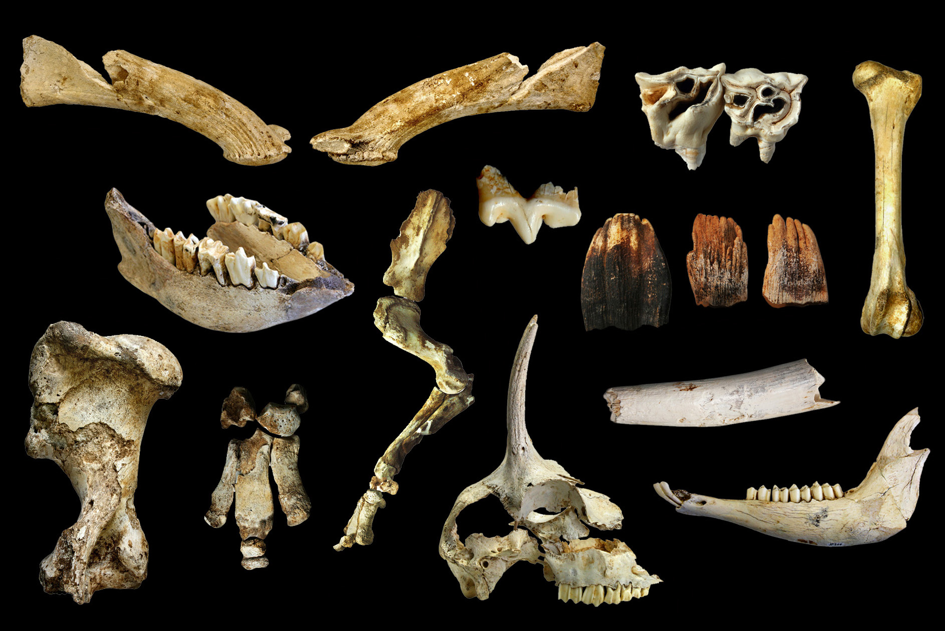 Paleontólogos del Departamento de Geología recuperan e investigan los fósiles del importante yacimiento de Jou Puerta (Vidiago)