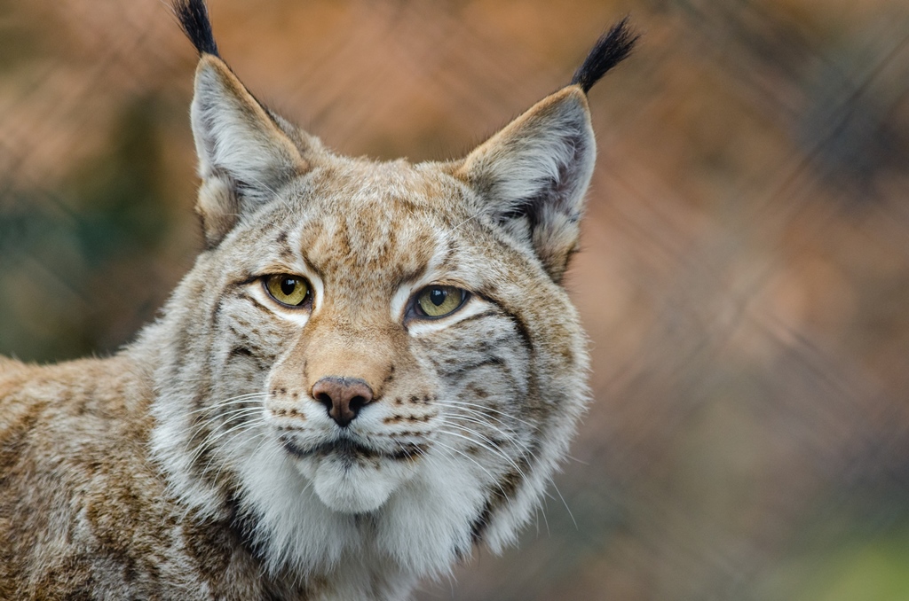 Noticia sobre el Lince Boreal Noticia sobre el Lince Boreal